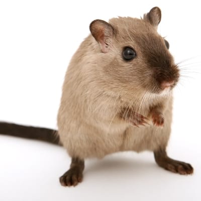 Rodent Control